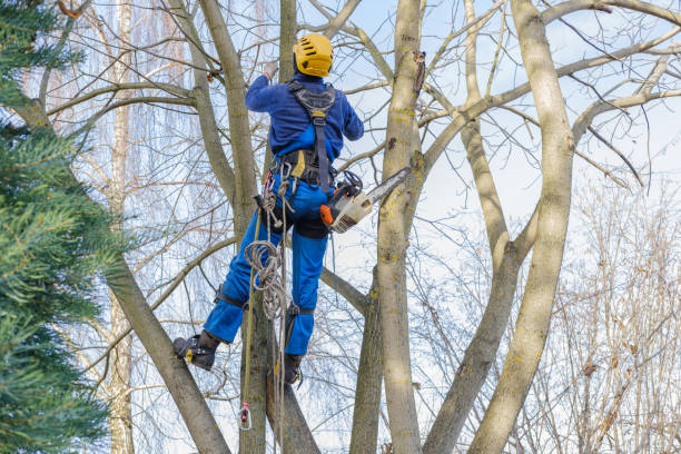 Best Storm Damage Tree Cleanup  in Harmony Grove, CA