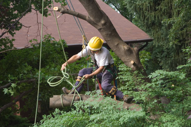 How Our Tree Care Process Works  in  Harmony Grove, CA