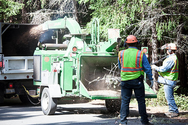 Best Tree Preservation Services  in Harmony Grove, CA