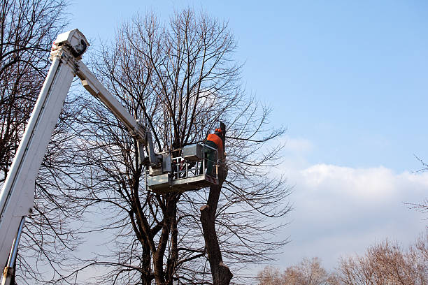 Best Commercial Tree Services  in Harmony Grove, CA