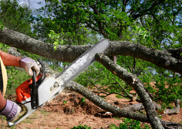 Best Tree and Shrub Care  in Harmony Grove, CA